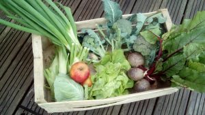 panier légumes biologiques