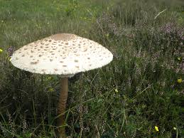 champignon-coulemelle